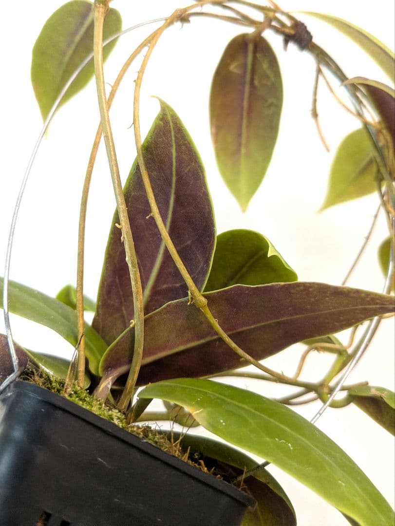ホヤ ダーウィニー ヌエバ ビスカヤ ルソン アリ植物