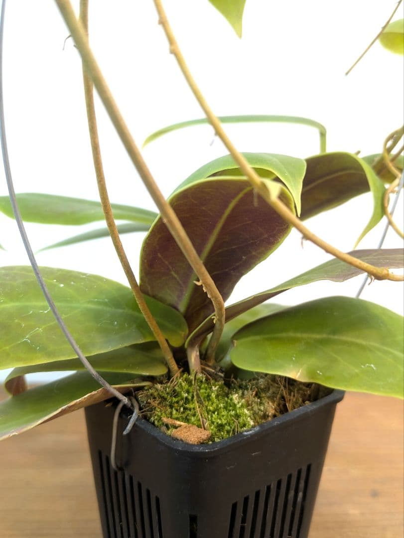 ホヤ ダーウィニー ヌエバ ビスカヤ ルソン アリ植物