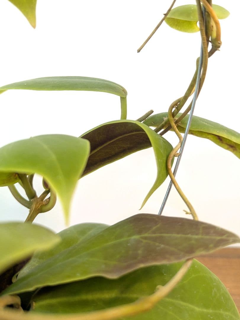 ホヤ ダーウィニー ヌエバ ビスカヤ ルソン アリ植物