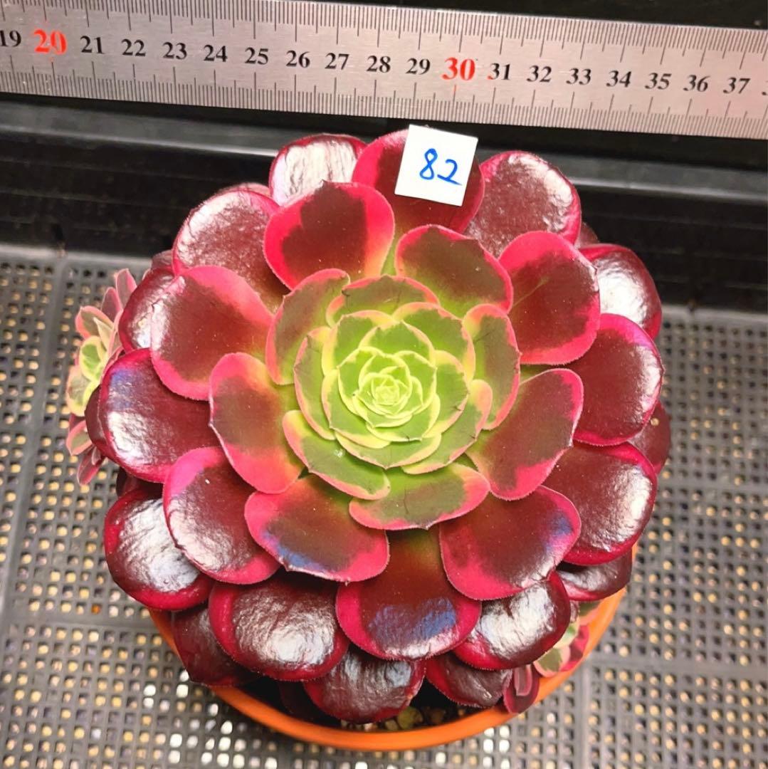 82#多肉植物アエオニウム錦❤️ カナリア羽 ❤️1大頭3小頭28cm拔き苗