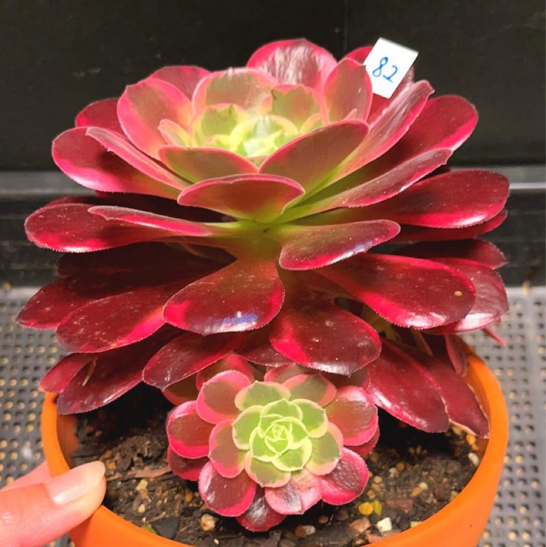 82#多肉植物アエオニウム錦❤️ カナリア羽 ❤️1大頭3小頭28cm拔き苗