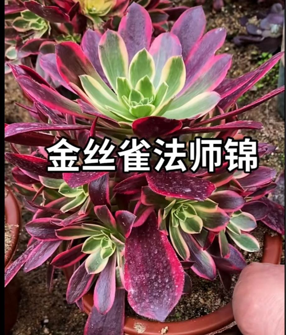 82#多肉植物アエオニウム錦❤️ カナリア羽 ❤️1大頭3小頭28cm拔き苗