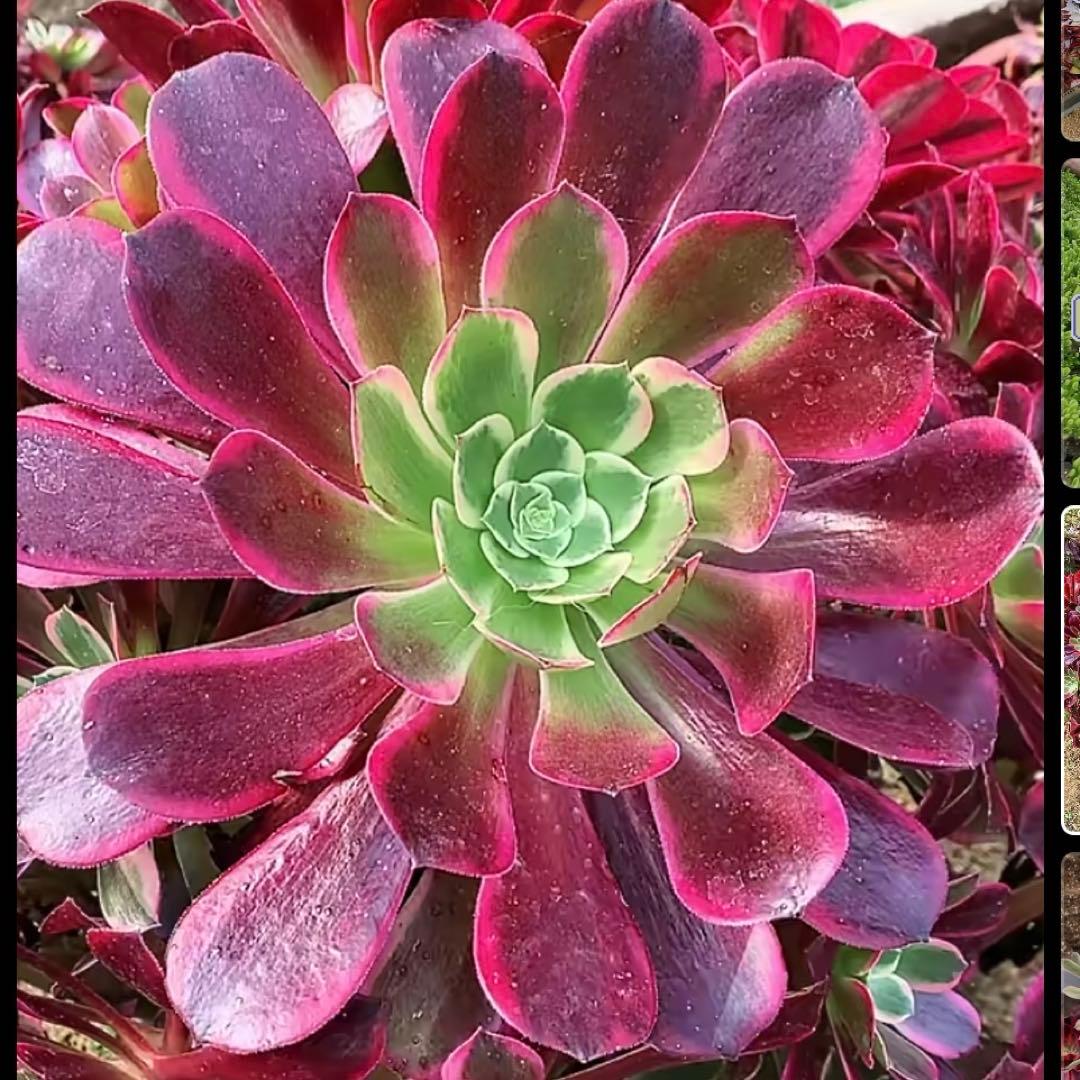 82#多肉植物アエオニウム錦❤️ カナリア羽 ❤️1大頭3小頭28cm拔き苗