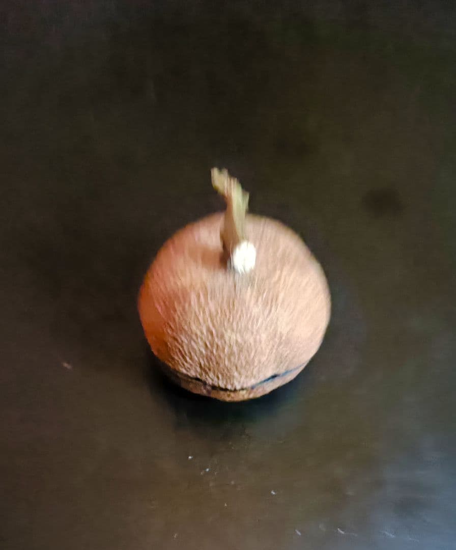 佐々木省庵 京都の漆芸家作品 柚子　香合