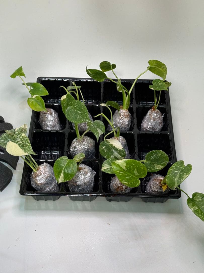 1C4モンステラ・タイコンステレーション【10株】