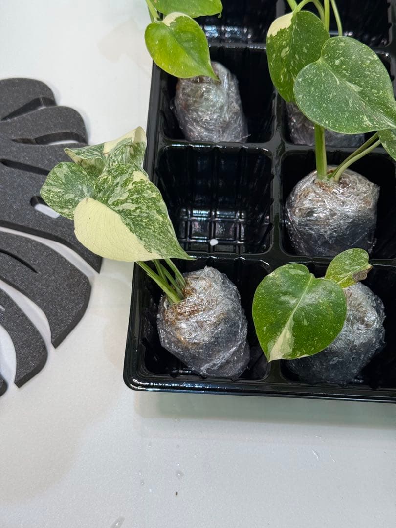 1C4モンステラ・タイコンステレーション【10株】