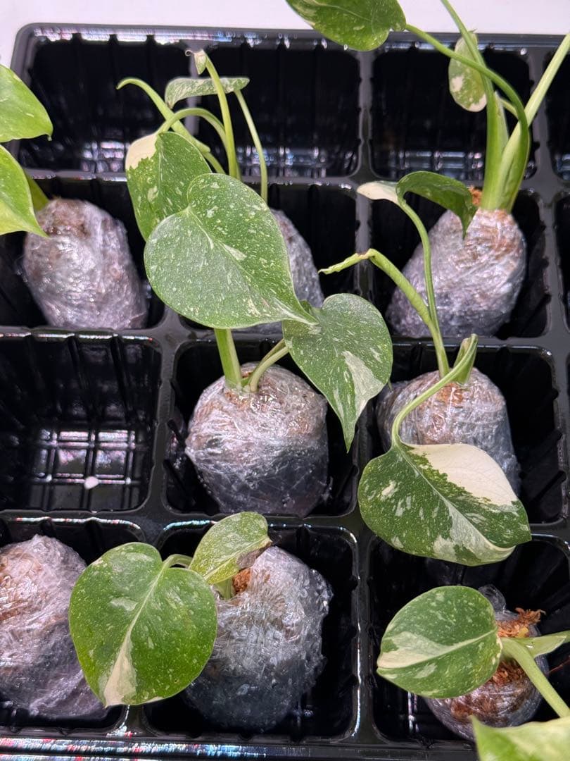 1C4モンステラ・タイコンステレーション【10株】