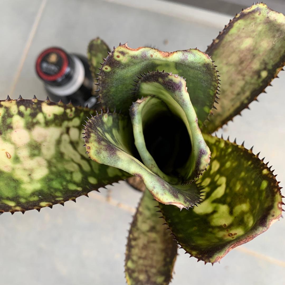 ブロメリア・エアープランツ Billbergia Midnight Sun