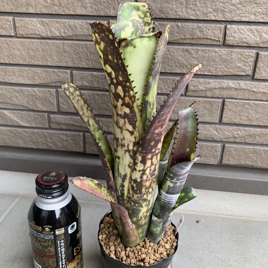 ブロメリア・エアープランツ Billbergia Midnight Sun