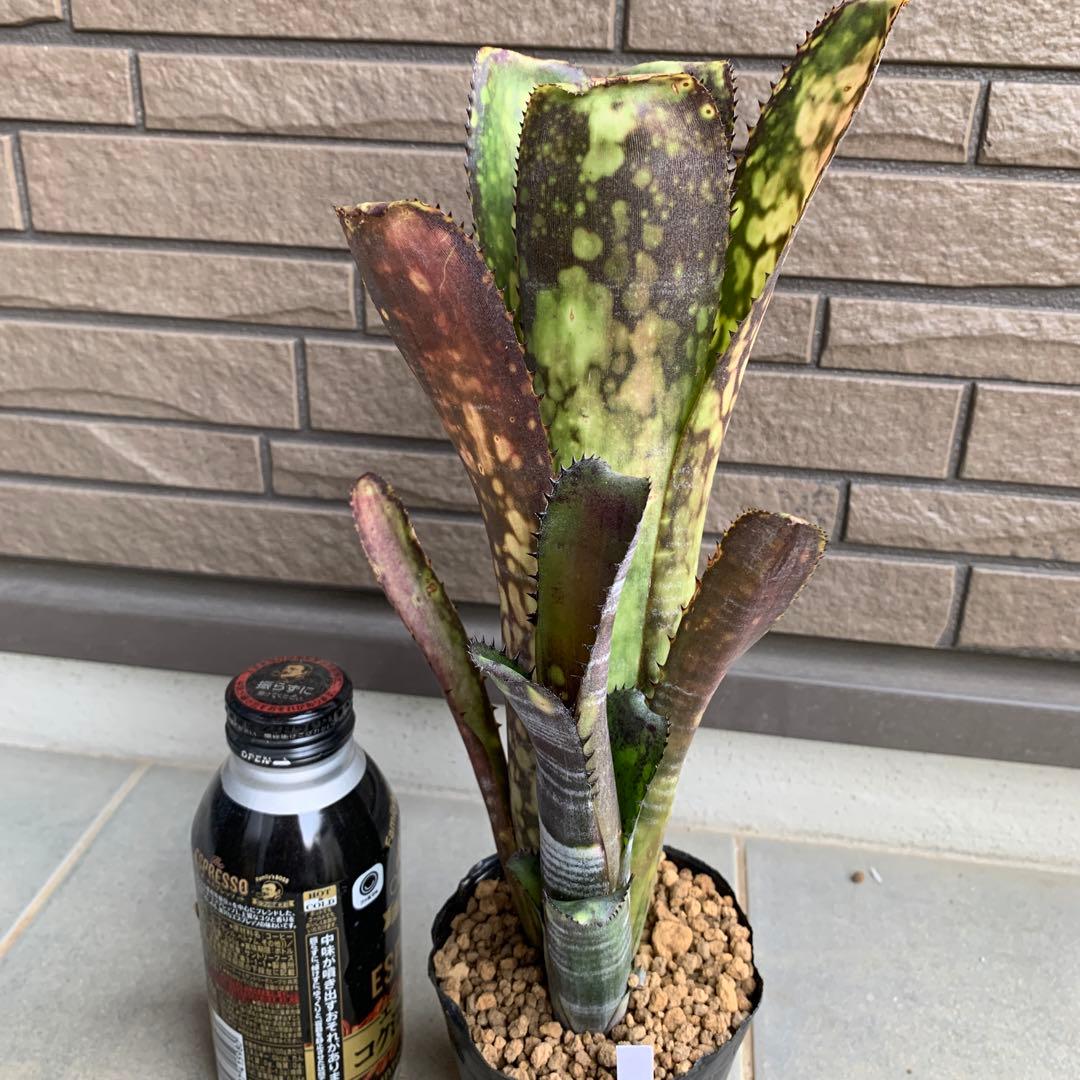 ブロメリア・エアープランツ Billbergia Midnight Sun