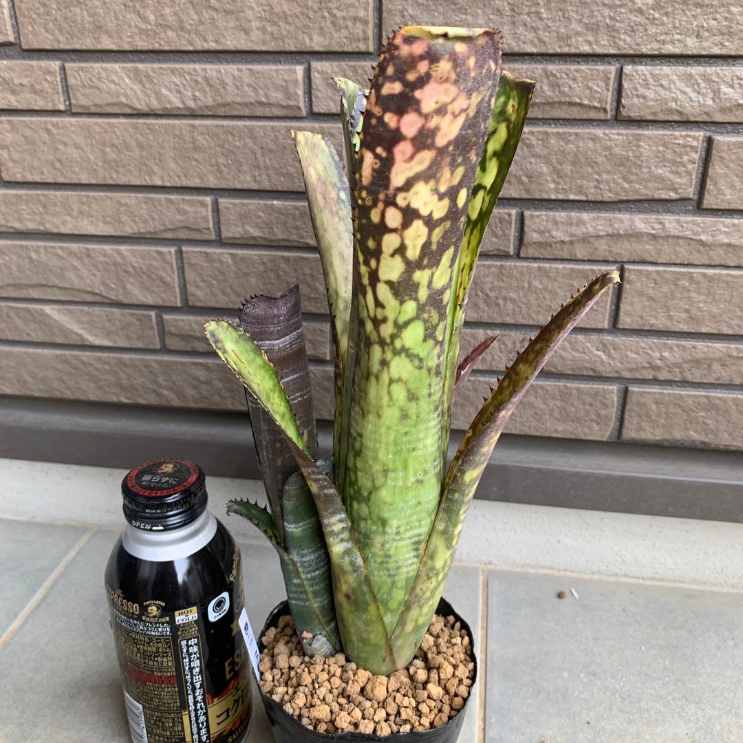 ブロメリア・エアープランツ Billbergia Midnight Sun