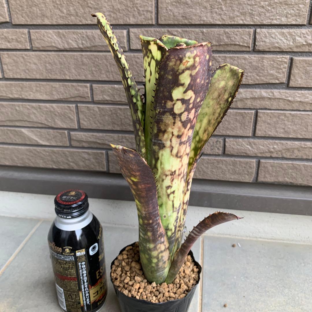 ブロメリア・エアープランツ Billbergia Midnight Sun