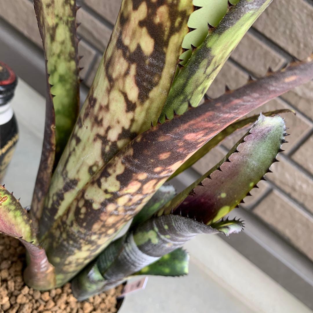 ブロメリア・エアープランツ Billbergia Midnight Sun