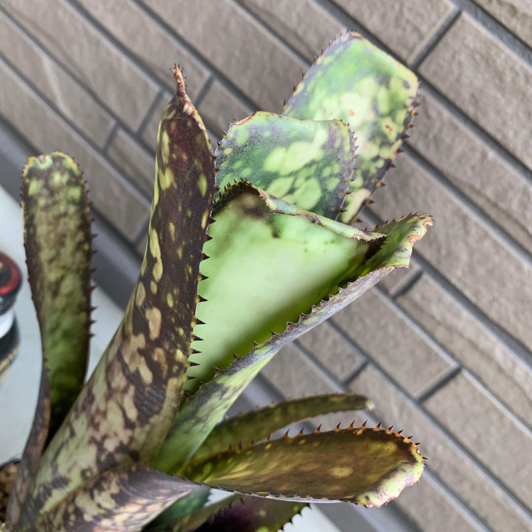 ブロメリア・エアープランツ Billbergia Midnight Sun