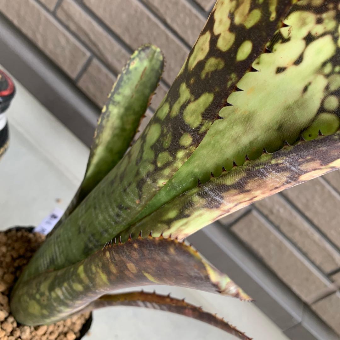 ブロメリア・エアープランツ Billbergia Midnight Sun