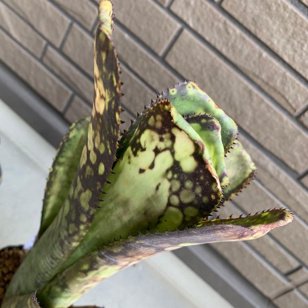 ブロメリア・エアープランツ Billbergia Midnight Sun