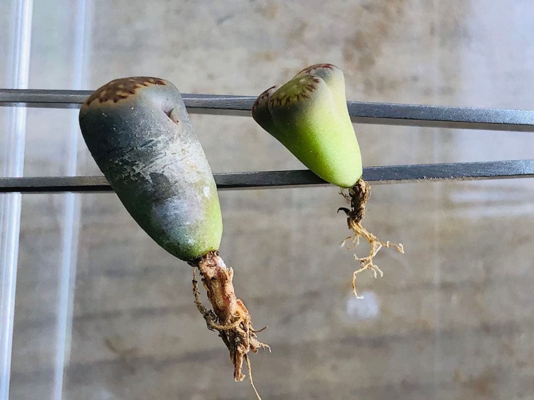 リトープス　三面　モンスター　抜き苗