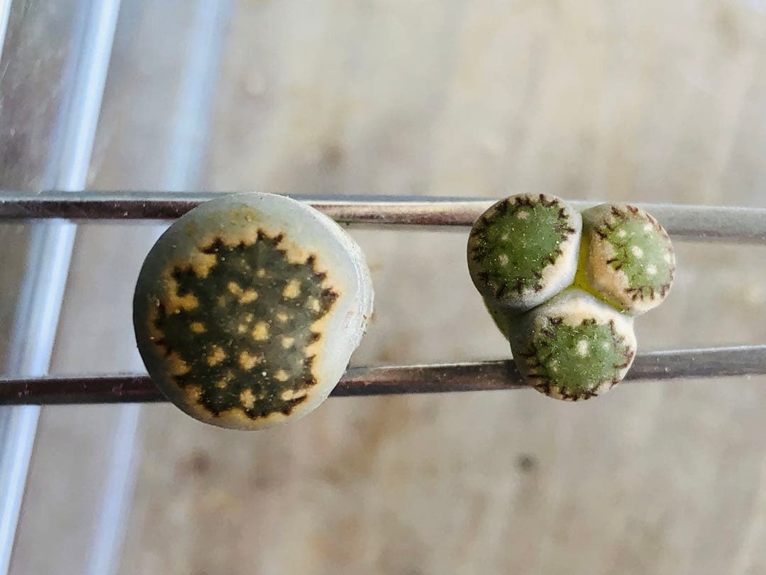 リトープス　三面　モンスター　抜き苗