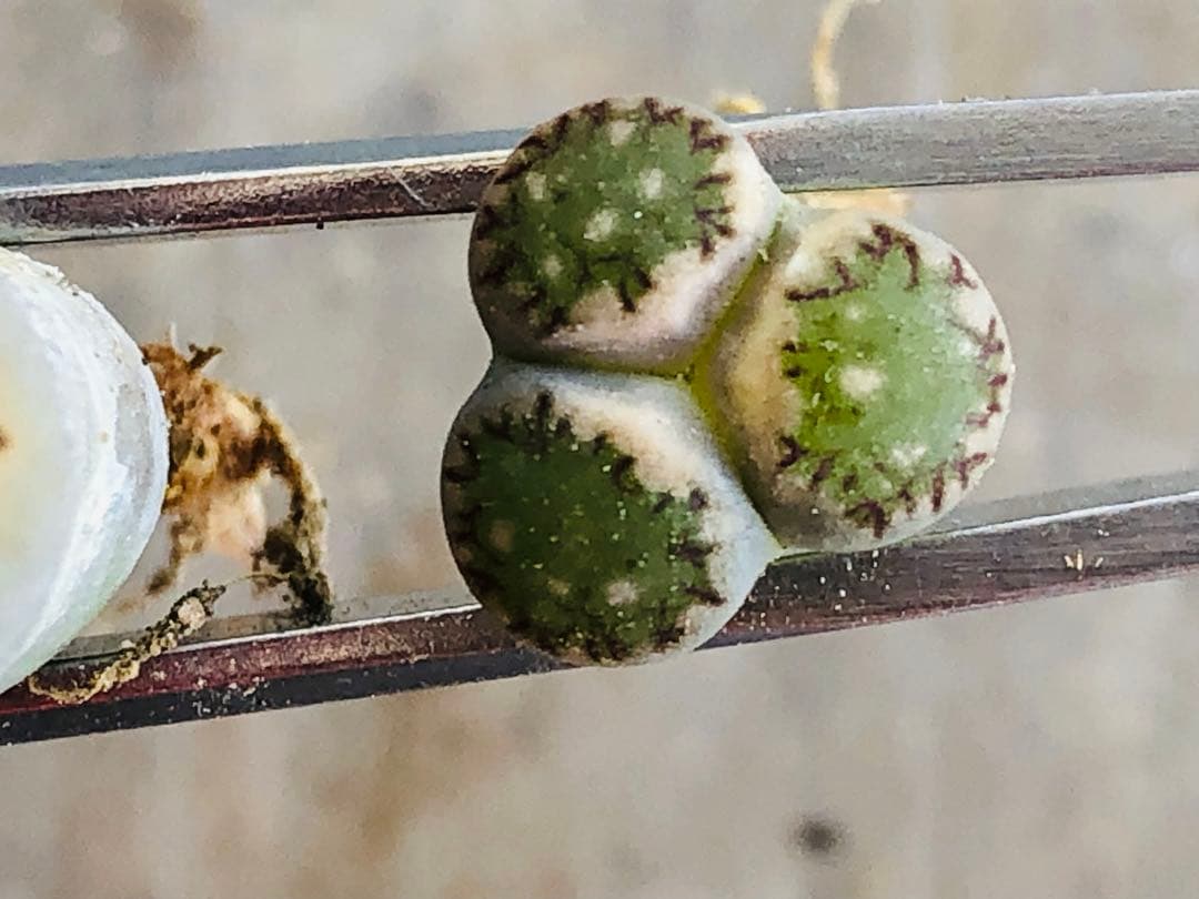 リトープス　三面　モンスター　抜き苗