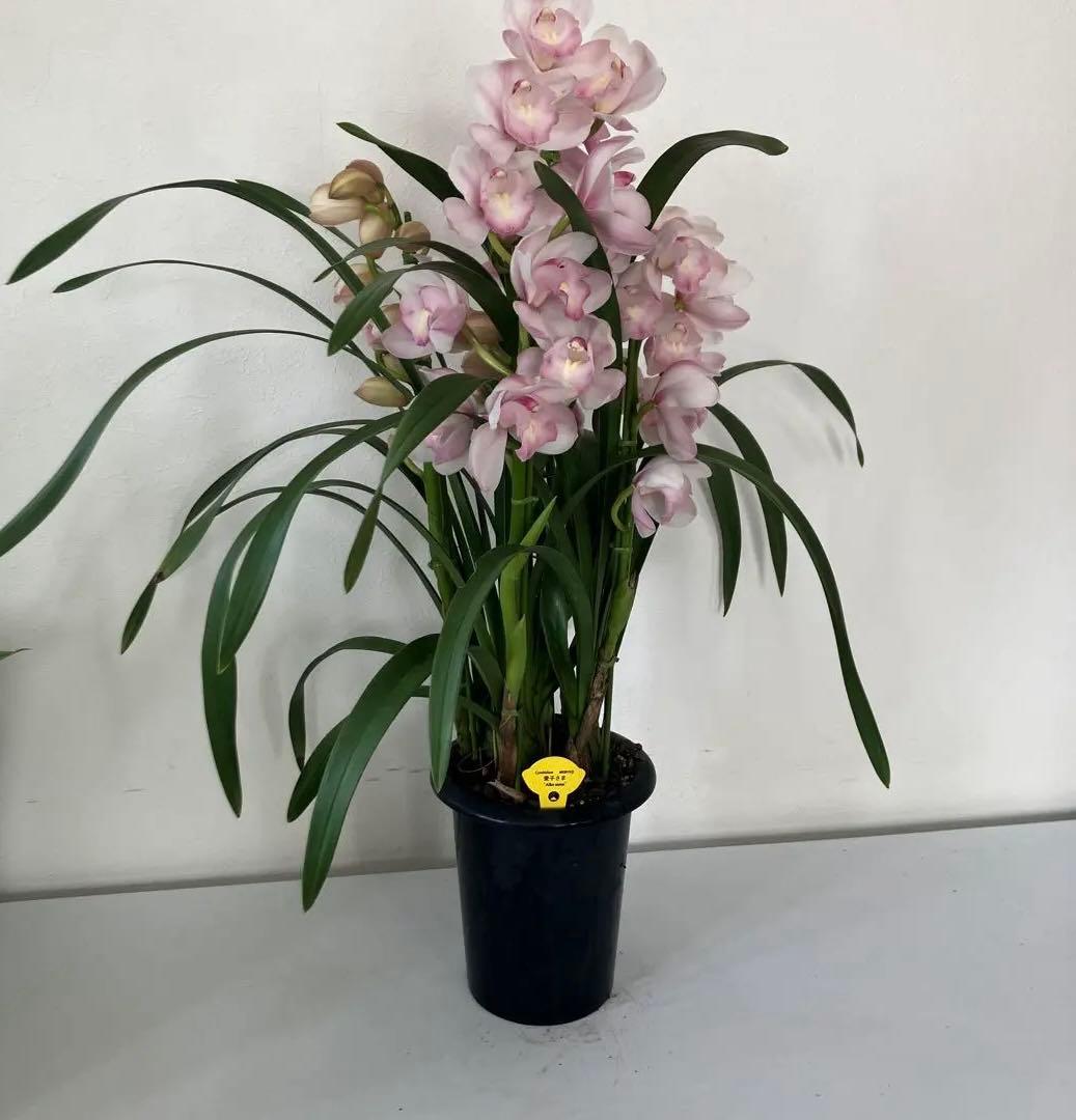 ②5本　シンビジューム　シンピジューム　苗　苗木　愛子さま　洋ラン　蘭
