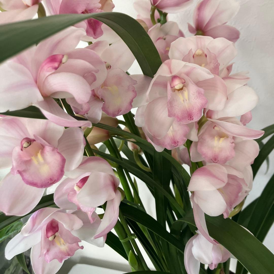 ②5本　シンビジューム　シンピジューム　苗　苗木　愛子さま　洋ラン　蘭