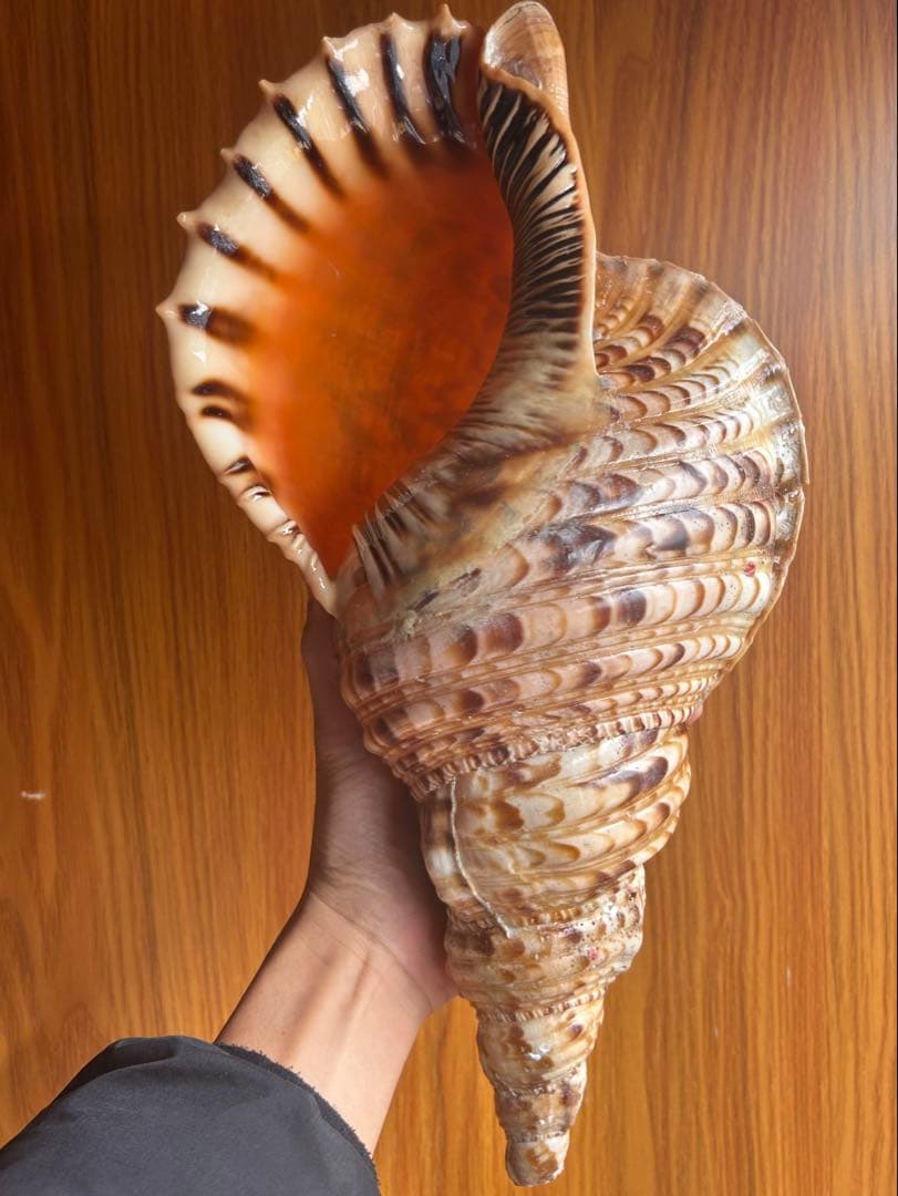 法螺貝　直線38.5cm (元々41.5cm)