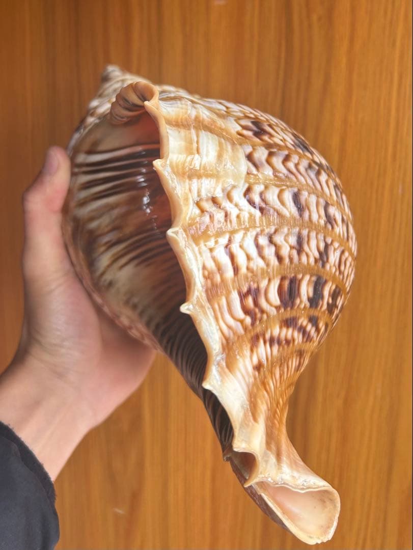 法螺貝　直線38.5cm (元々41.5cm)