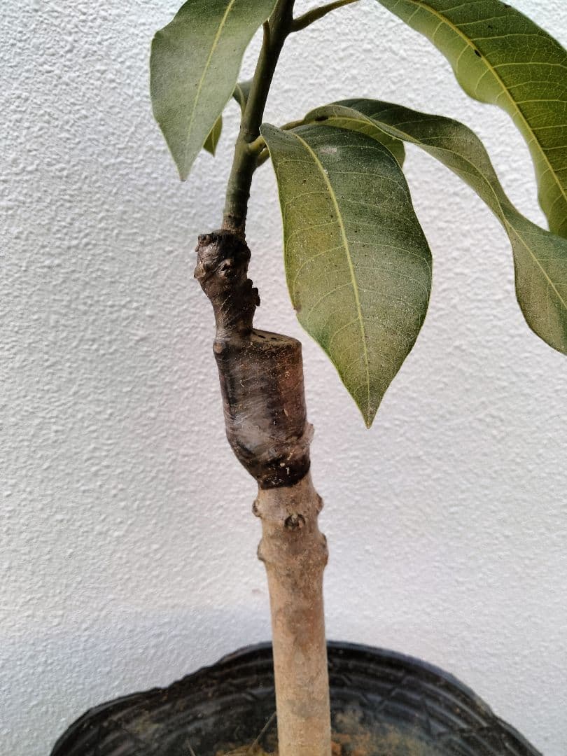 キーツマンゴー苗 接ぎ木