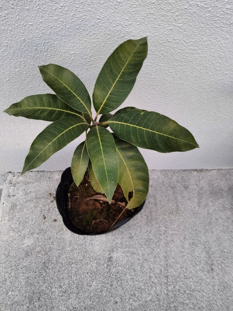 キーツマンゴー苗 接ぎ木