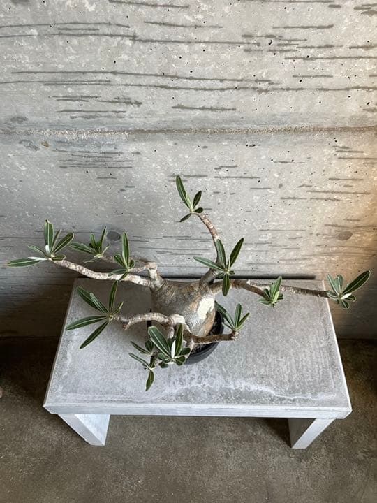 パキポディウム　グラキリス　良枝　丸型