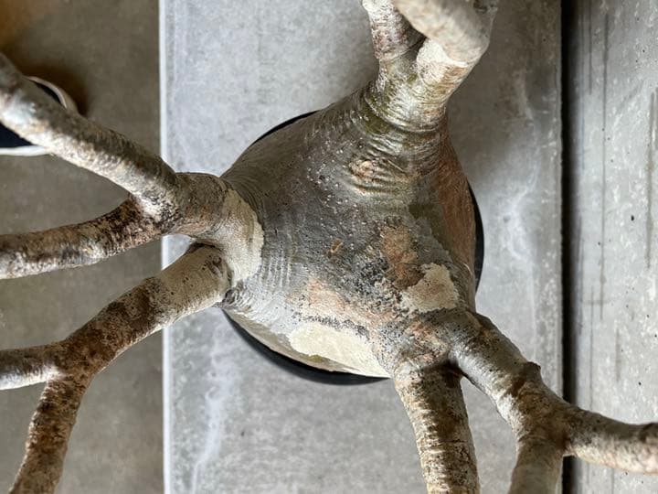 パキポディウム　グラキリス　良枝　丸型