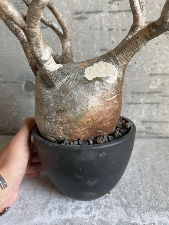 パキポディウム　グラキリス　良枝　丸型