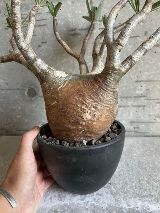 パキポディウム　グラキリス　良枝　丸型