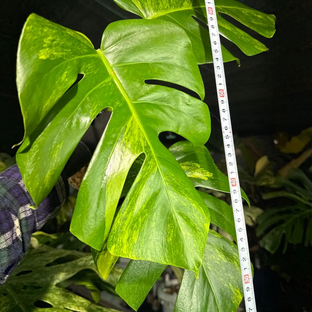 OA2 モンステラ　ボルギシアナ　オーレア　黄斑　健康成長点カット苗