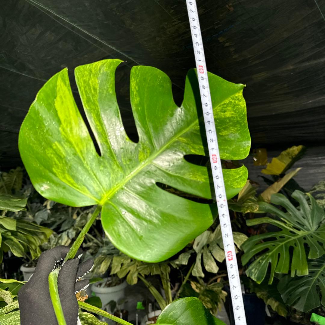 OA2 モンステラ　ボルギシアナ　オーレア　黄斑　健康成長点カット苗