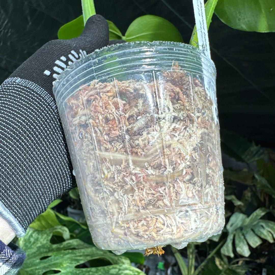 OA2 モンステラ　ボルギシアナ　オーレア　黄斑　健康成長点カット苗