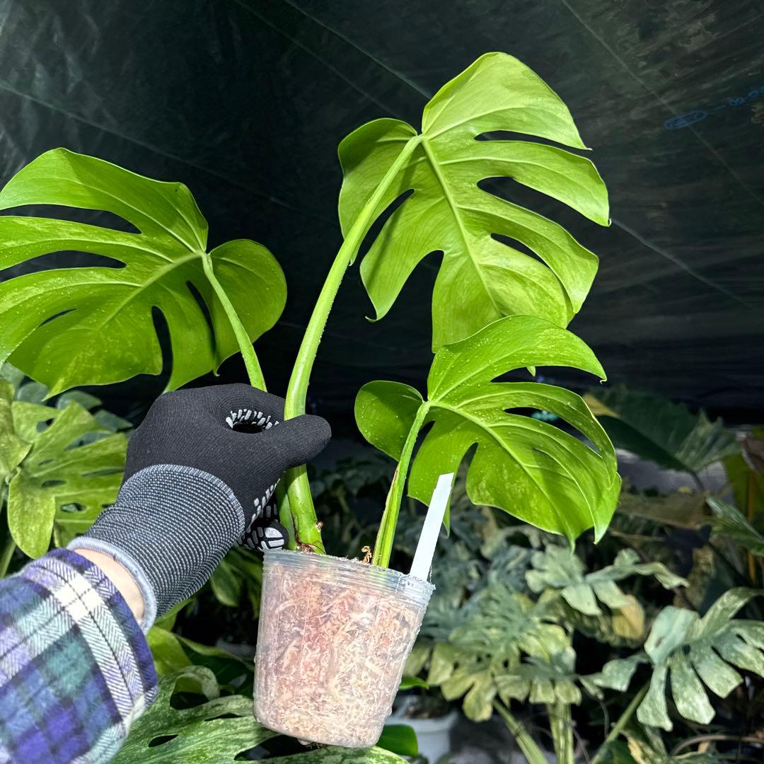 OA2 モンステラ　ボルギシアナ　オーレア　黄斑　健康成長点カット苗