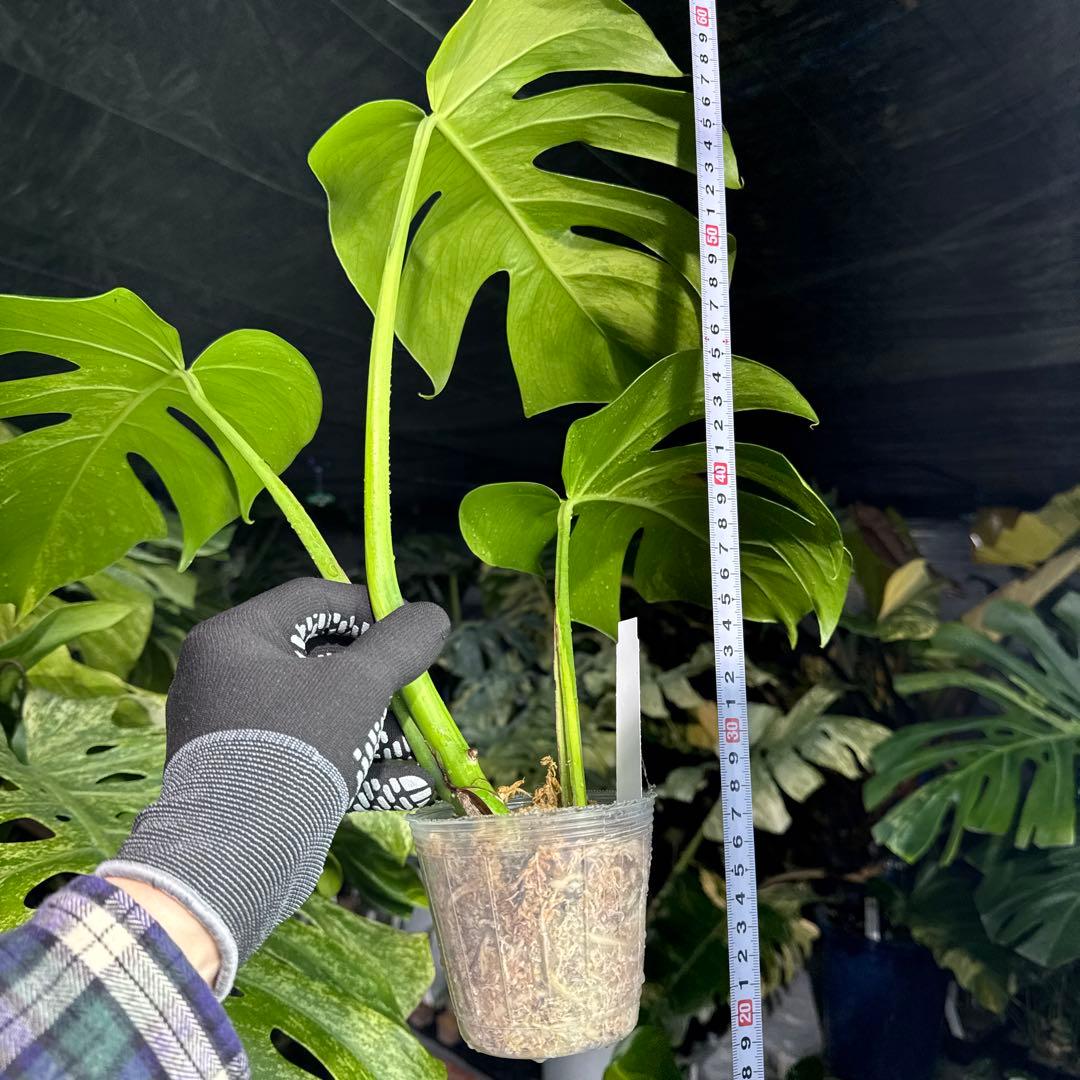 OA2 モンステラ　ボルギシアナ　オーレア　黄斑　健康成長点カット苗