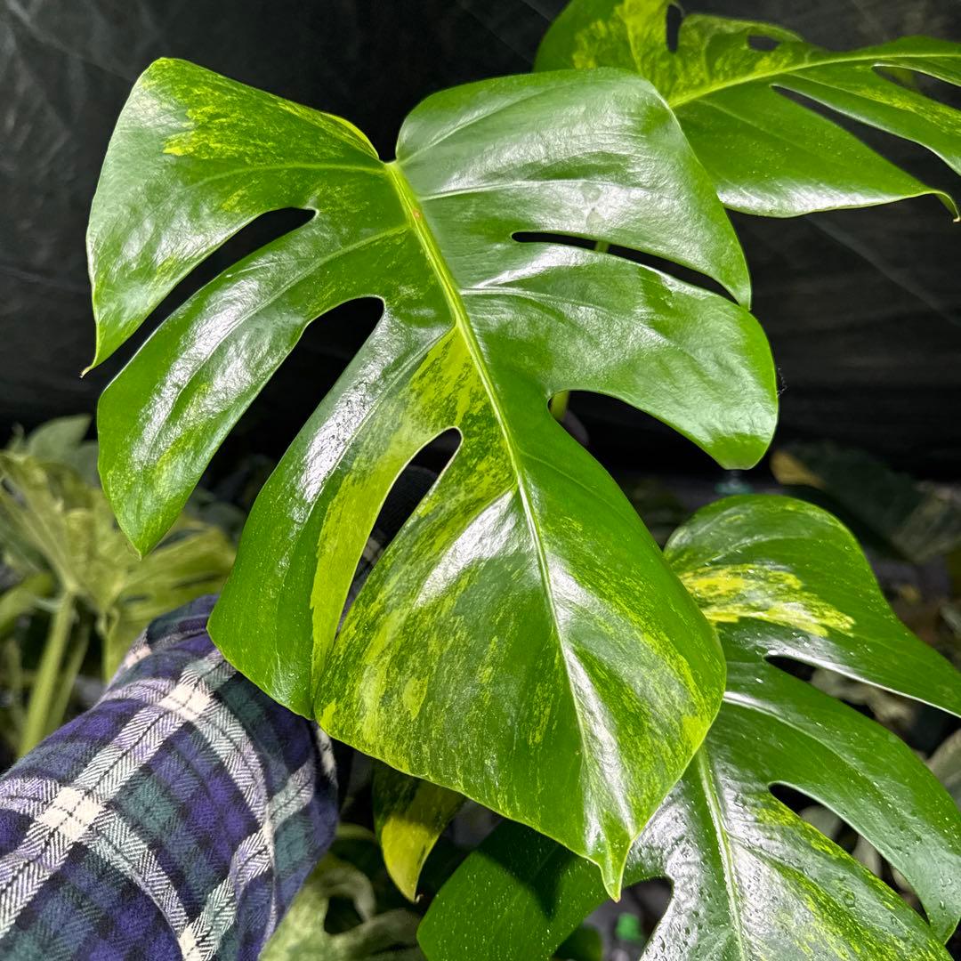 OA2 モンステラ　ボルギシアナ　オーレア　黄斑　健康成長点カット苗