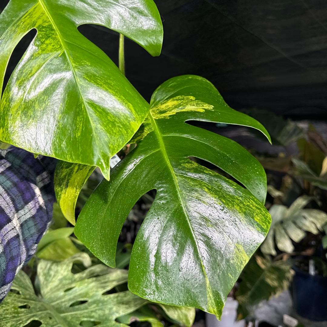 OA2 モンステラ　ボルギシアナ　オーレア　黄斑　健康成長点カット苗