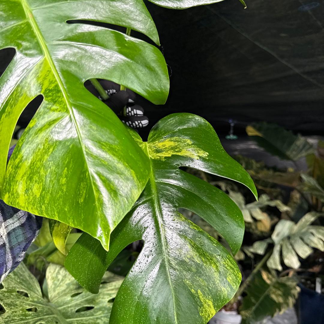 OA2 モンステラ　ボルギシアナ　オーレア　黄斑　健康成長点カット苗