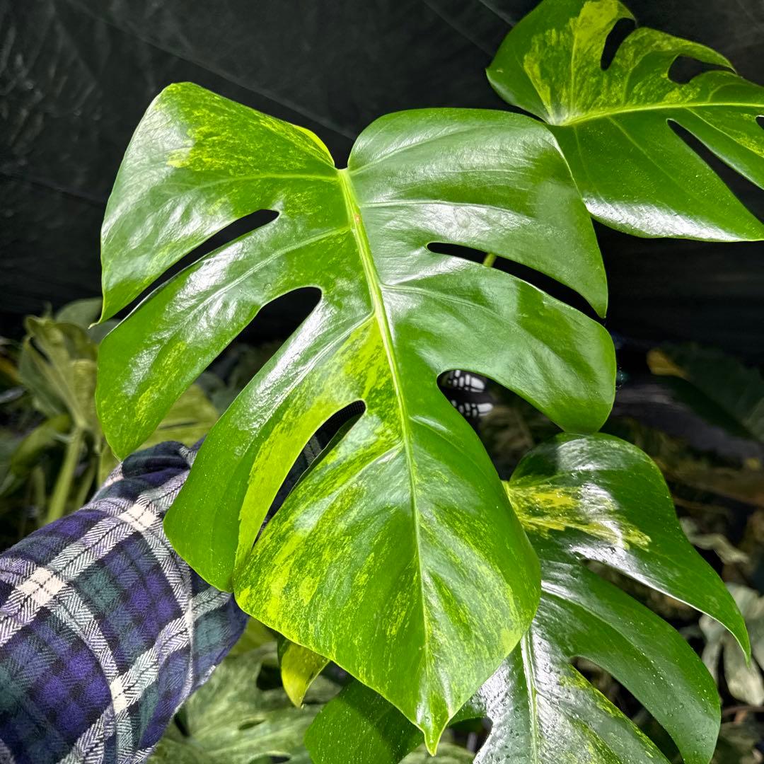 OA2 モンステラ　ボルギシアナ　オーレア　黄斑　健康成長点カット苗