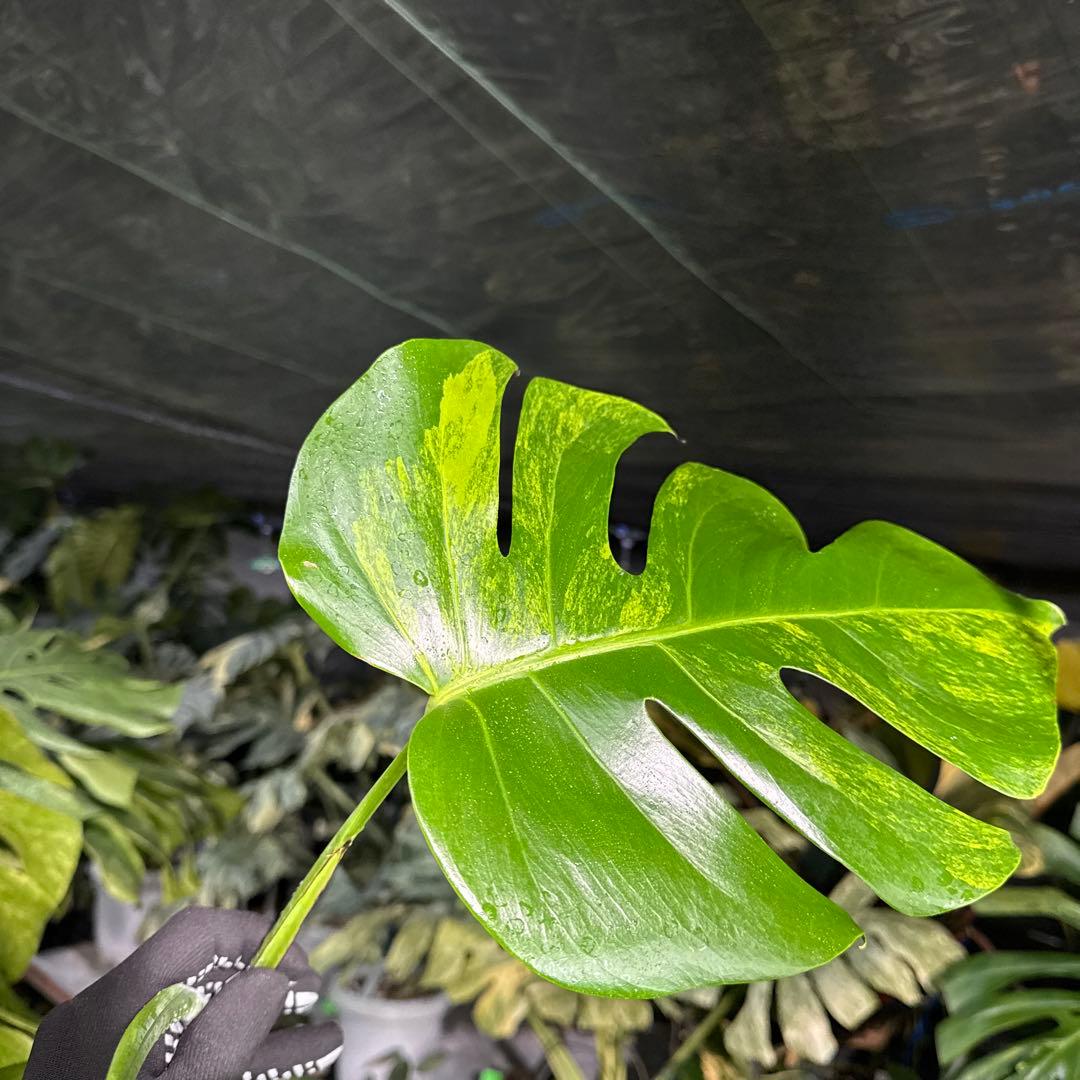 OA2 モンステラ　ボルギシアナ　オーレア　黄斑　健康成長点カット苗