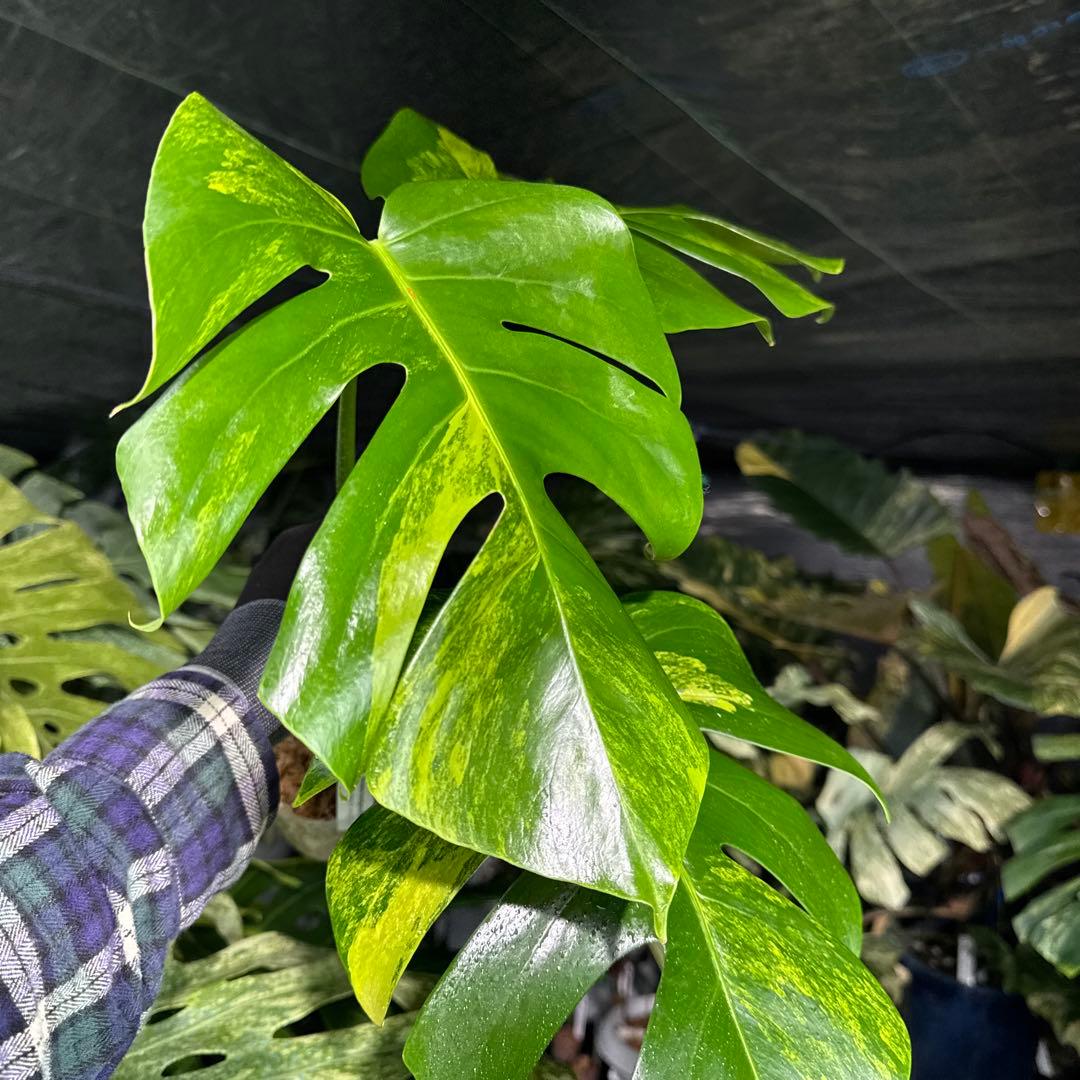 OA2 モンステラ　ボルギシアナ　オーレア　黄斑　健康成長点カット苗