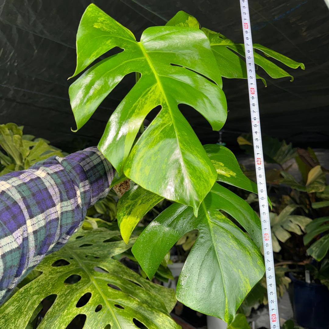 OA2 モンステラ　ボルギシアナ　オーレア　黄斑　健康成長点カット苗