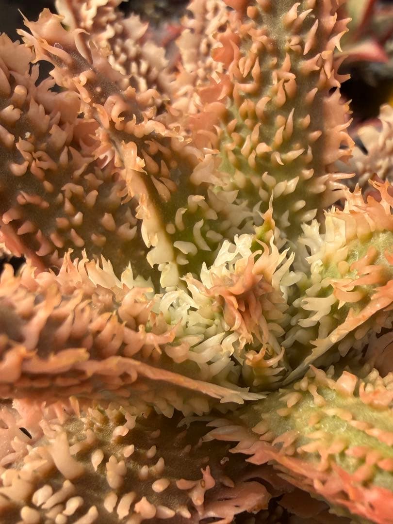 アロエ　ハイブリッド　Aloe hybrid 第四種　Jan-1