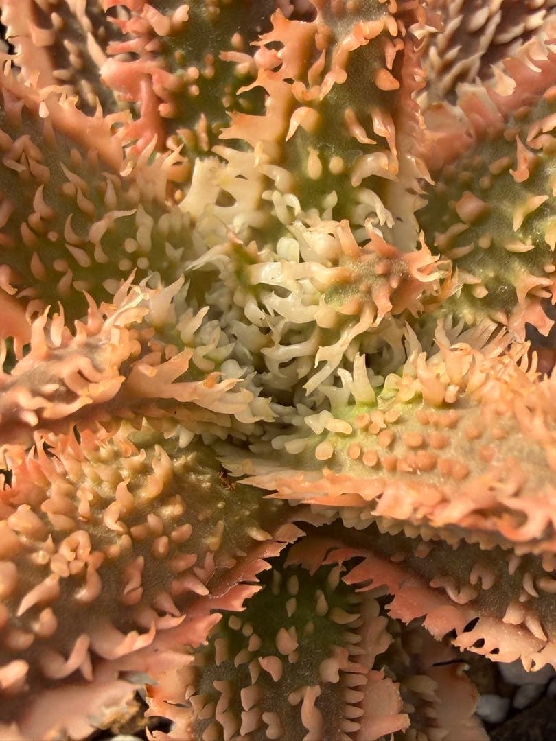 アロエ　ハイブリッド　Aloe hybrid 第四種　Jan-1