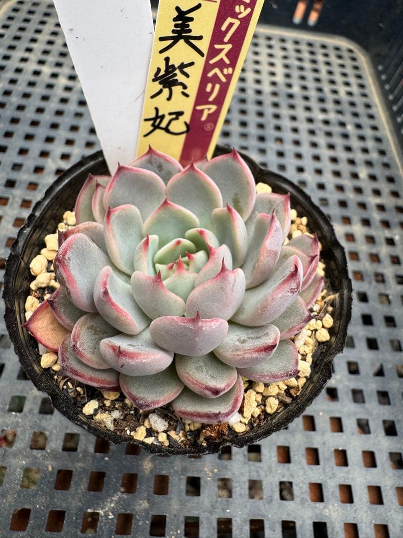 ミックスベリア No.069札付き 美紫妃