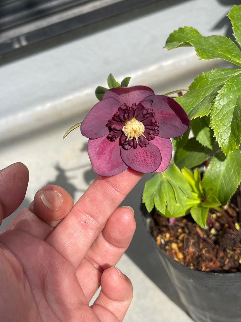 クリスマスローズ little beast オキシ系sdレッド（不稔）