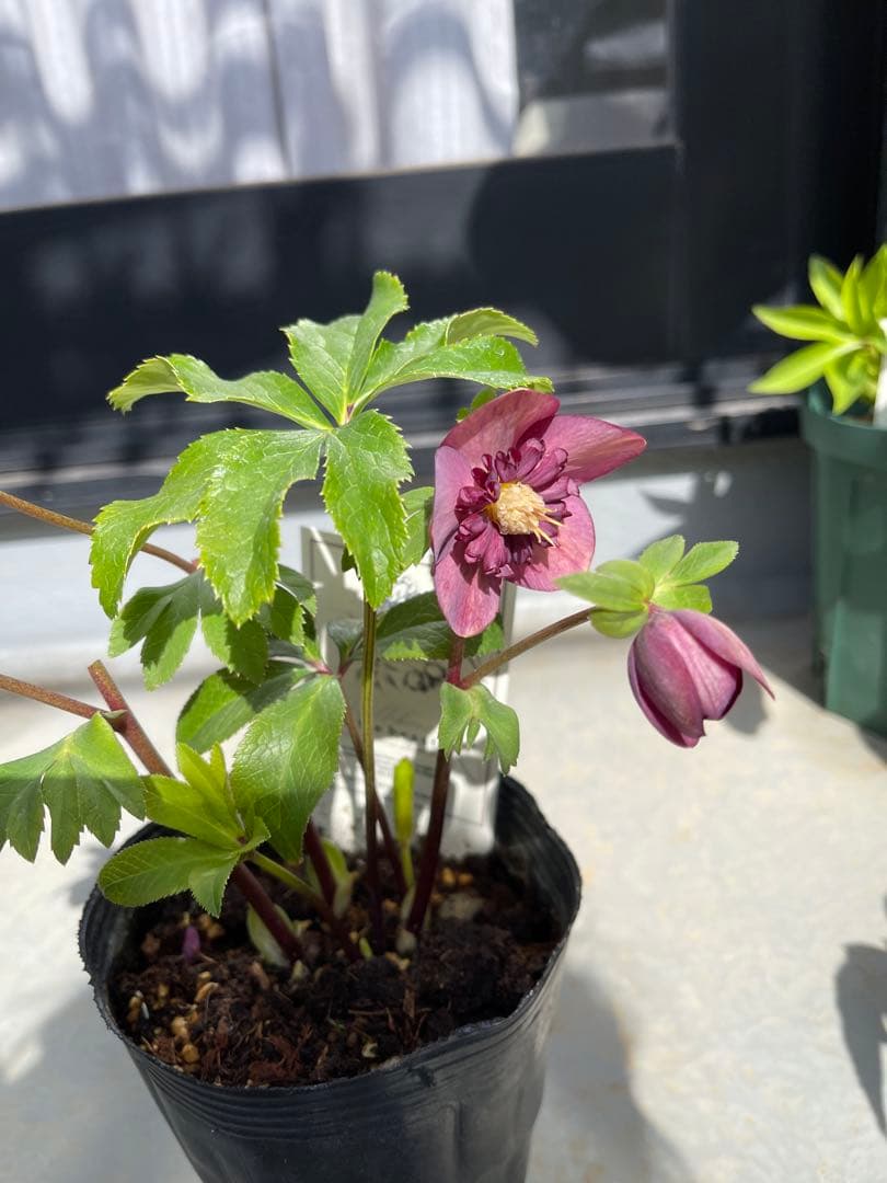 クリスマスローズ little beast オキシ系sdレッド（不稔）